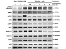 Expression of p38 in Microglia Cells