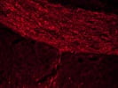 Good NF-H Antibody from BioLegend