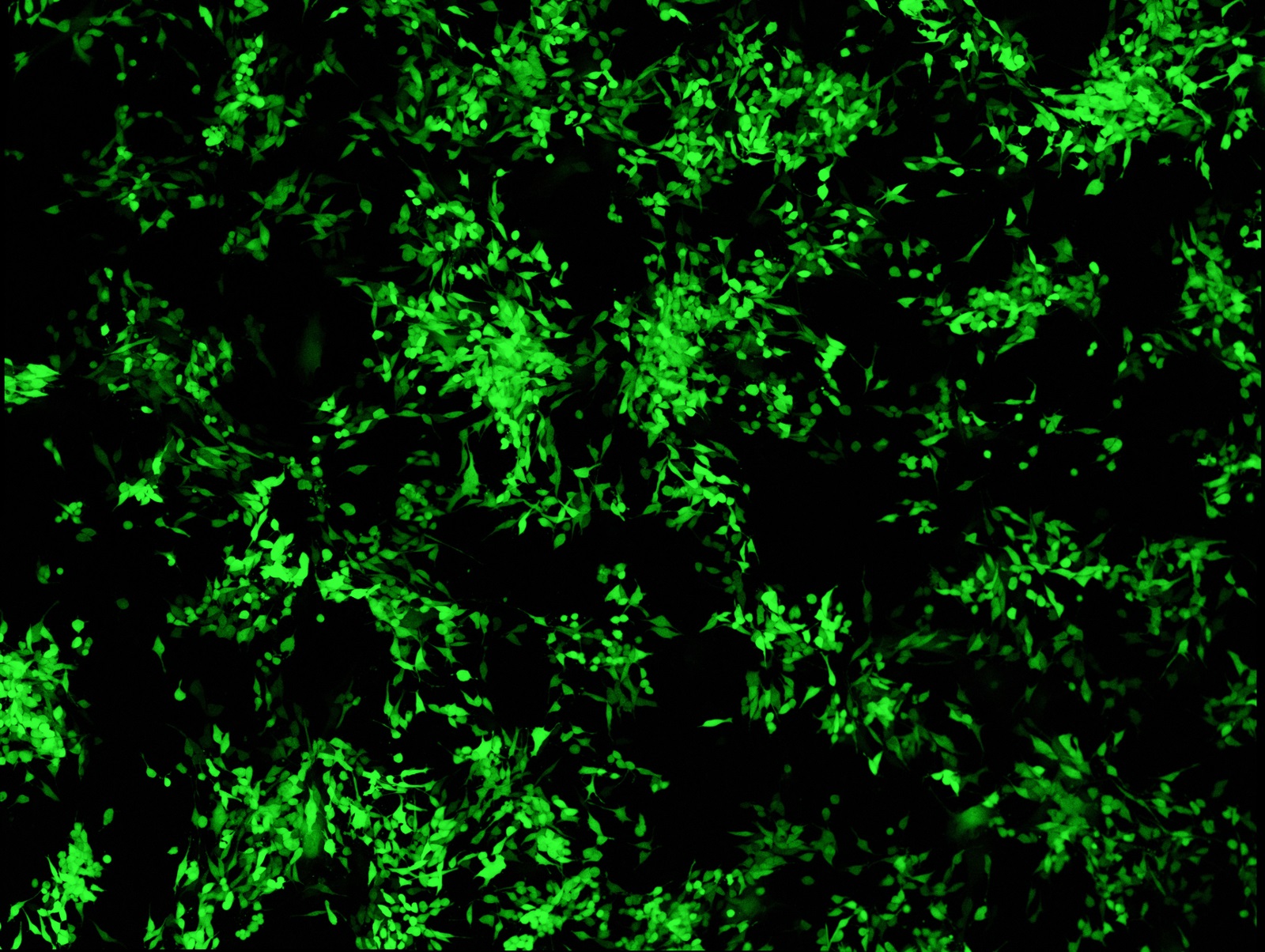  Multiplex Imaging Webinar