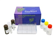 Human Phosphorylation Pathway Profiling Array C55
