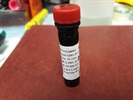 Time-Dependent Study of CD80
