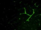 Good Antibody to Stain Pericytes from Thermo
