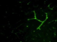 Good Antibody to Stain Pericytes from Thermo