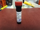 Expression of CD195 Antibody in Macrophage Cells