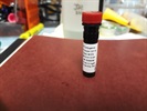 Expression of CD11b in RAW 264.7 Cells