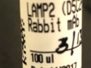 LAMP2 Protein Expression in Disease Condition