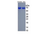 Lipopolysaccharides (LPS) ELISA Kit