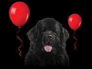 Take Advantage of Our Black Dog Anniversary Promotion!