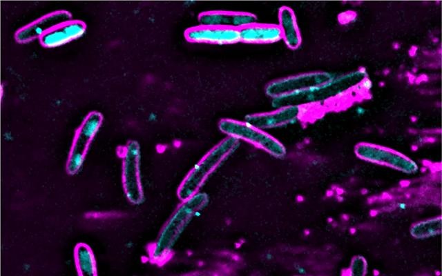 phages