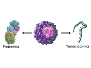TotalSeq™ TBNK Cocktail Panel for Single Cell Proteogenomic Analysis