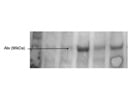 Some Apparent Bands after Optimisation with This Alix Antibody