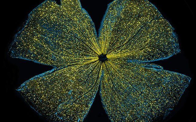 mouse retina