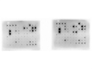 This RayBiotech Human Cytokine Array C5 Works well!