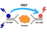 Eight Reasons to Consider Using TR-FRET