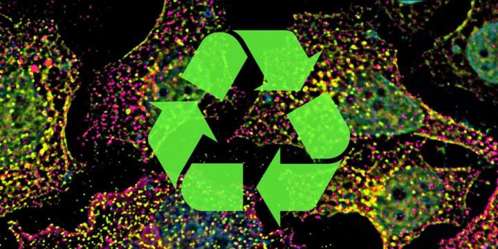recycling vesicles