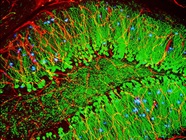 Energy Metabolism Studies in Drug Discovery
