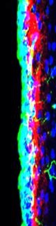 stem cell niche