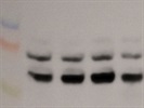 Non-Specific CX3CL1 Antibody from Invitrogen