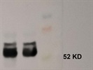 Sensitive and Specific CX3CR1 Antibody from Invitrogen