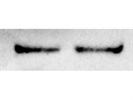 RBX1 Antibody Used in WB