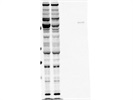 Works OK for Detecting NEDD8 in Western Blot