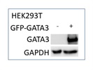 Good GATA3 Antibody from BosterBio