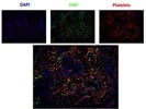 This CD41 Antibody Can Be Used for Fluorescent Staining