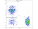 Distinct Populations with This TCR V delta 1 Antibody When Used at 1:100