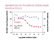 Phospho-STAT6 (Y641) + Total STAT6 TR-FRET Cellular Assay Kit