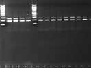 High-Efficiency PCR Master Mix