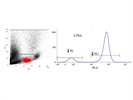 Strong TCR Alpha/Beta Signal on T Cells