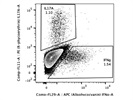 Detection of IL-17A Producing Cells