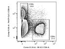 Detection of CD8 T Cells