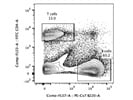 CD4 T Cell Detection - FITC