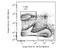 Detection of Mouse B Cells in PE/CY7