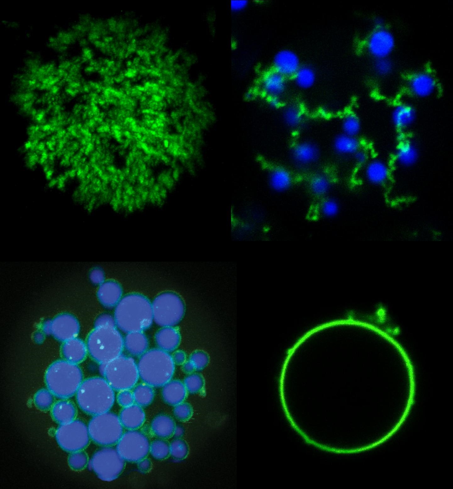 microparticles
