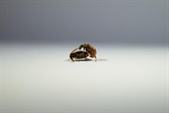 Higher Sexual Competition Results in More Mutated Offspring