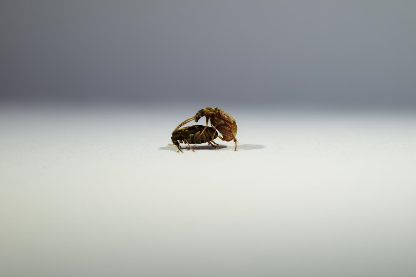 Callosobruchus maculatus mating
