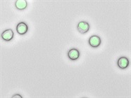 Flow Cytometry in Immuno-oncology Research