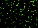 Good Caveolin-1 Antibody
