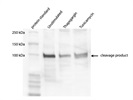 Great Anti-ATF-6 Antibody for Immunoblotting