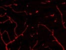 Best Anti-Rat 555 Secondary Antibody