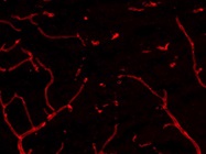 Best Anti-Rat 555 Secondary Antibody