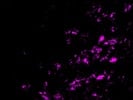 Best Anti-Mouse 647 Secondary Antibody