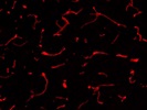 Best Anti-Goat 555 Secondary Antibody