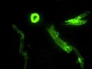 Best Anti-Goat 488 Secondary Antibody