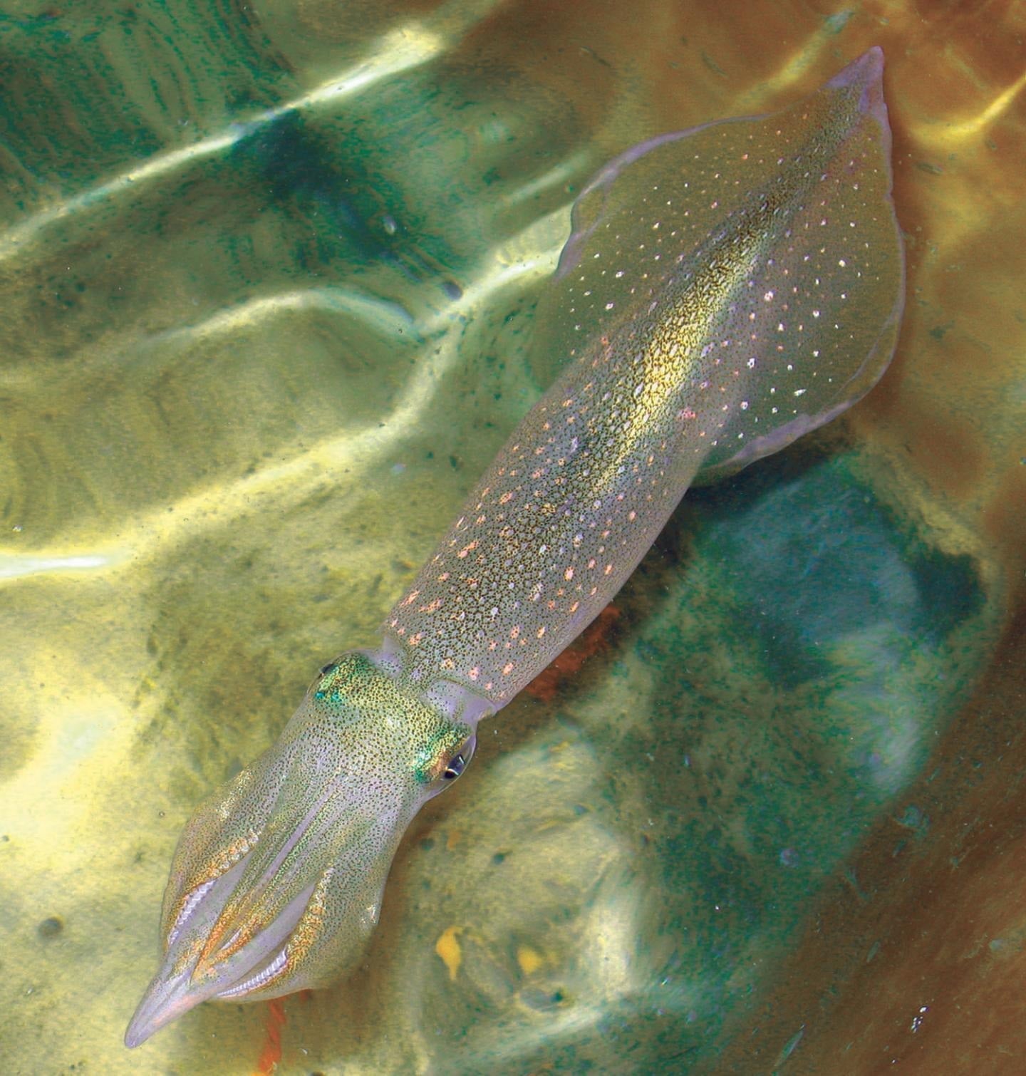 squid