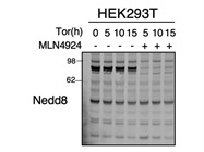 An Antibody for Total NEDD8-Conjugated Proteins