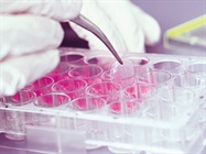 Introducing next generation collagen fibers for the development of novel therapies in regenerative medicine