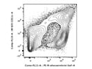 Detection of CD11c+ Cells in Mice